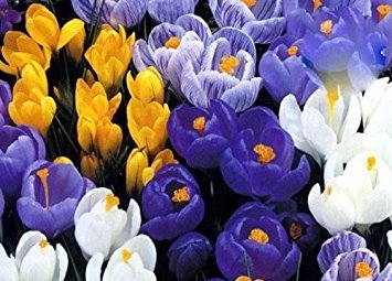 Large Flowering Crocus Mix - 15 Bulbs - 8/9 cm Bulbs