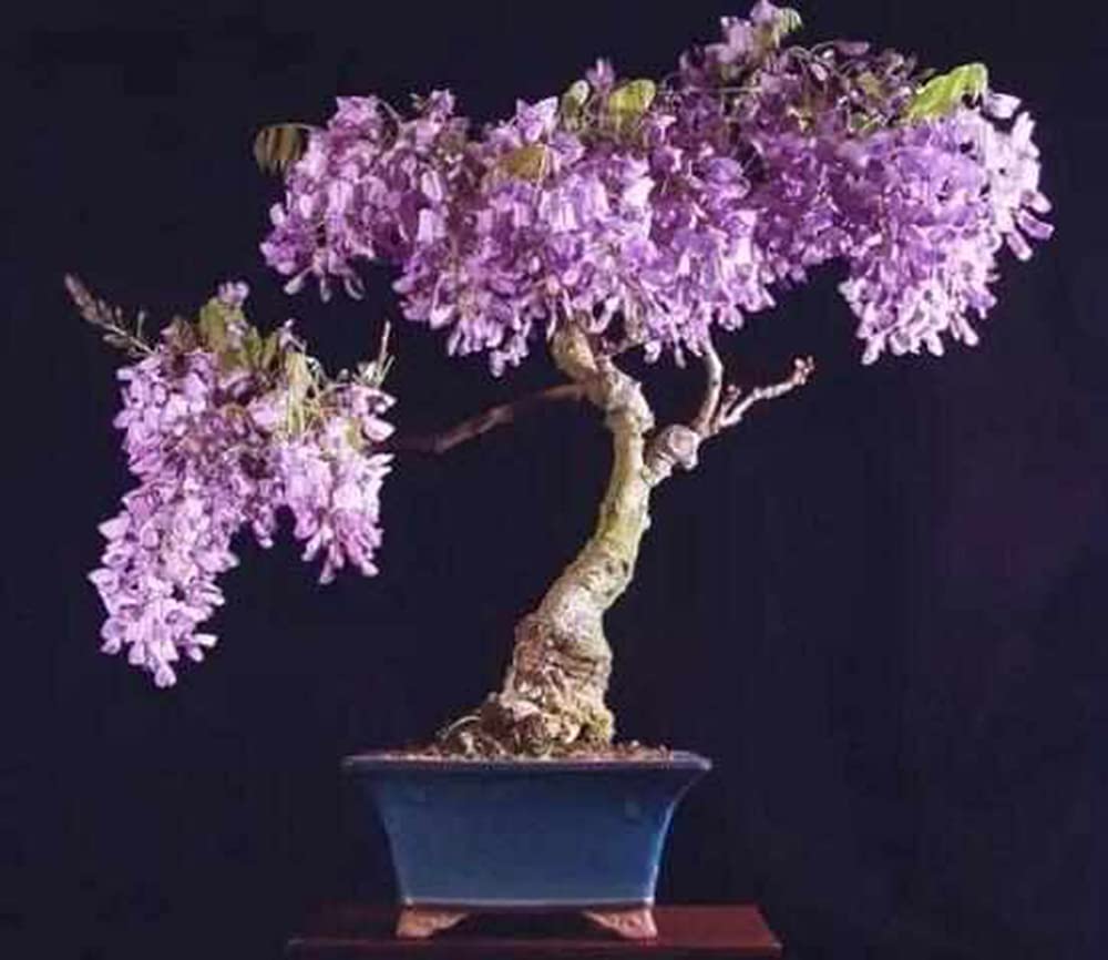 QEBIDVL Wisteria Vine Seeds|Blue Moon Wisteria Vine Seeds|Highly Prized Flowering Bonsai|DIY Gifts Flowering Bonsai Tree Seeds|Spectacular Decoration for Pergola?10pcs?