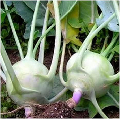 Vegetable Garden Seeds for Planting - Grow Heirloom Vegetables