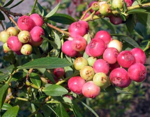 Pink Lemonade Blueberry Bush Seedling for Growing - 1 Year Well Rooted Seedling - Ready to Plant