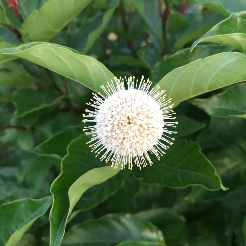 Buttonbush Tree Plant (Cephalanthus Occidentalis), 2-3 Ft Tall Live Plant Shrub
