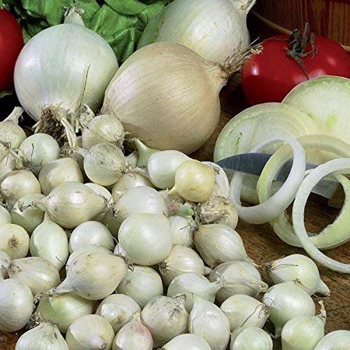 Mix, Red,Yellow,White,Onion Sets, (40 Bulbs) Garden Vegetable