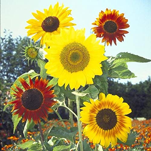 Mardi Gras Mix Sunflower Seeds | 50 Seeds | Exotic Garden Flowers | Sunflower Seeds for Planting | Great for Hummingbirds and Butterflies