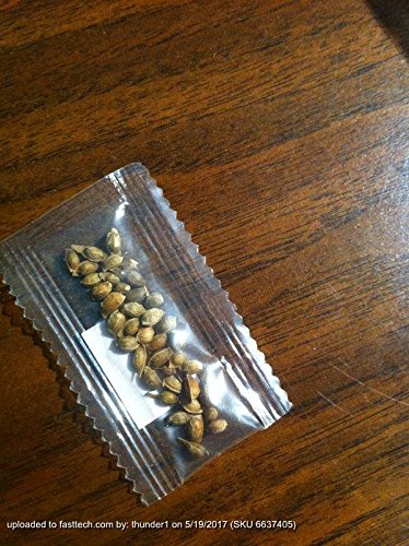 YYXIANG 100% True Japanese Red Maple Tree Seeds Garden Bonsai Beautiful Indoor Potting Plant 30 Seeds Pack Bonsai…