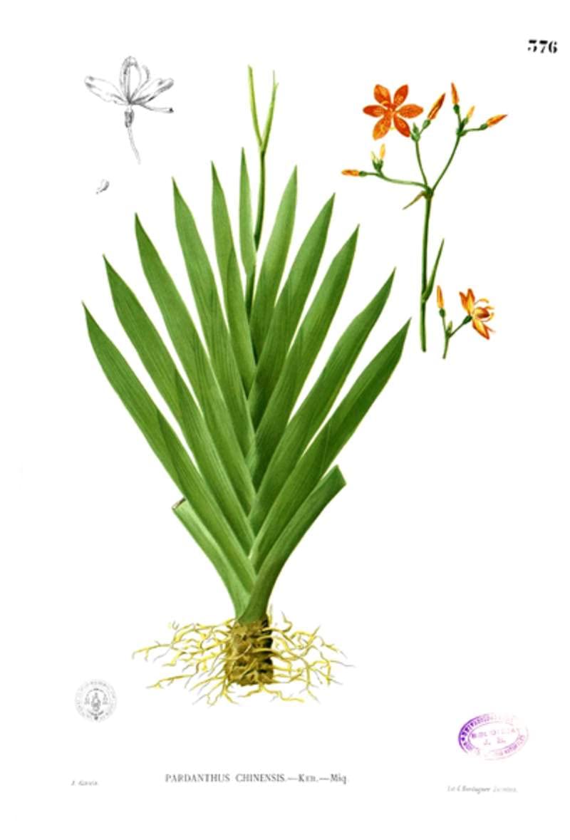 15 Leopard Lily Seeds for Planting - Belamcanda chinensis