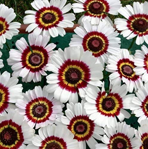 100+ Painted Daisy Flower Seeds Mix - Made in USA, Ships from Iowa. Grow Chrysanthemum Painted Daisy Flowers - Stunning Colors White, Yellow, Golden, Red