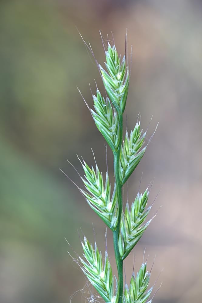 Italian Rye Grass Seeds for Planting - Lolium multiflorum