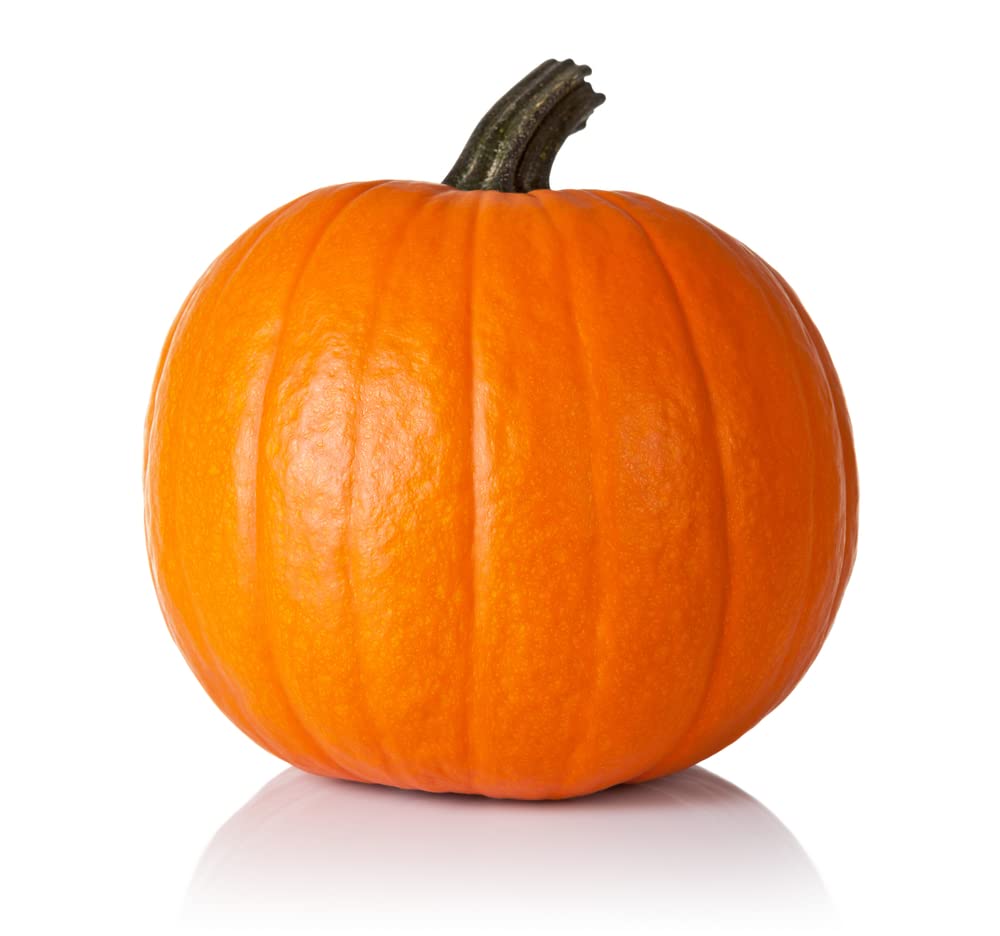 Spartan Pumpkin Seeds for Planting (10 Seeds) - All American Favorite - 20 Pound Pumpkins