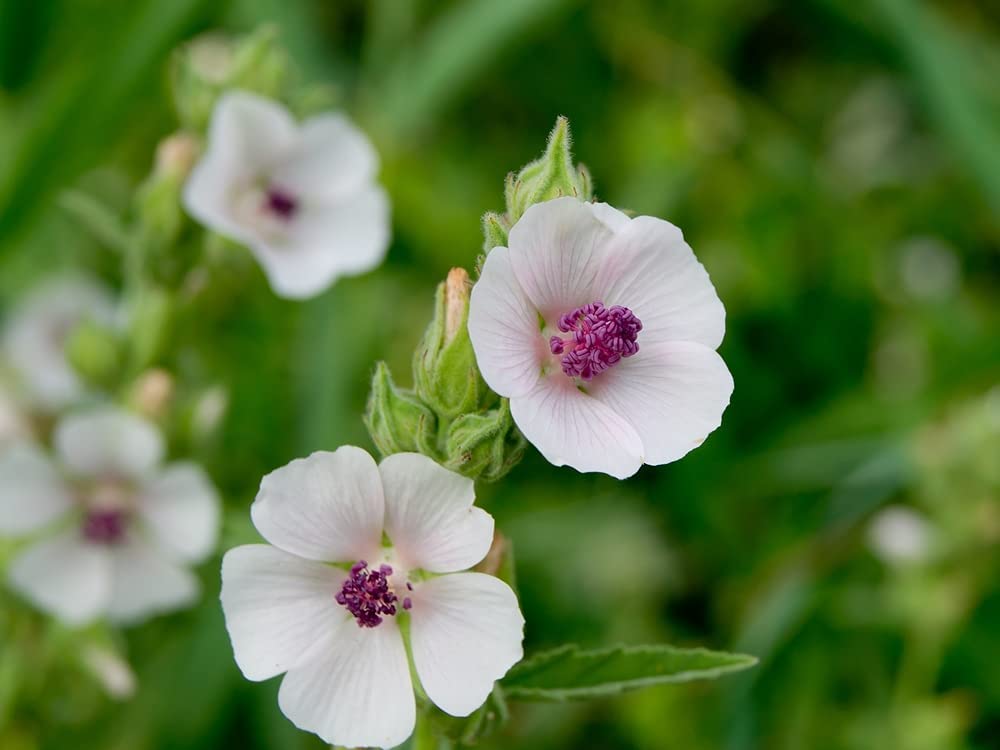 Marshmallow Seeds (Althaea Officinalis) - 100 Seeds - Marsh Mallow Garden Herb Seeds for Planting