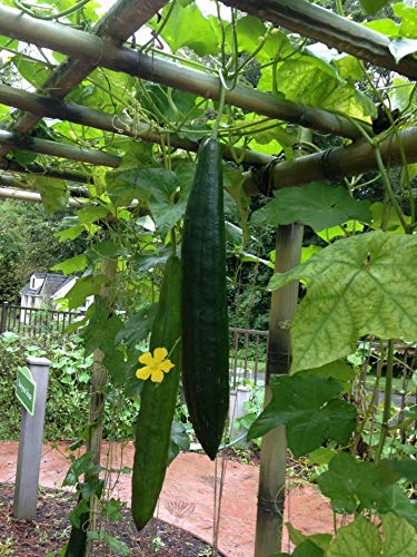 Sponge Gourd Seeds - 20 Seeds - Luffa Gourd, Exotic Vegetable, Easy to Grow