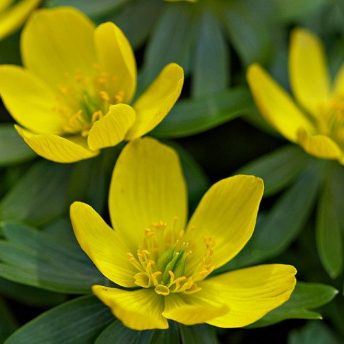 Winter Buttercups - 15 Bulbs - Eranthis cilicica - Hardy - 4/+ cm Bulbs