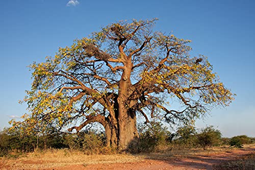 African Baobab Adansonia digitata 10 Seeds