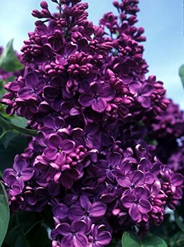 25 Seeds Dark Purple Lilac Tree Fragrant Hardy Perennial Flower Shrub Garden