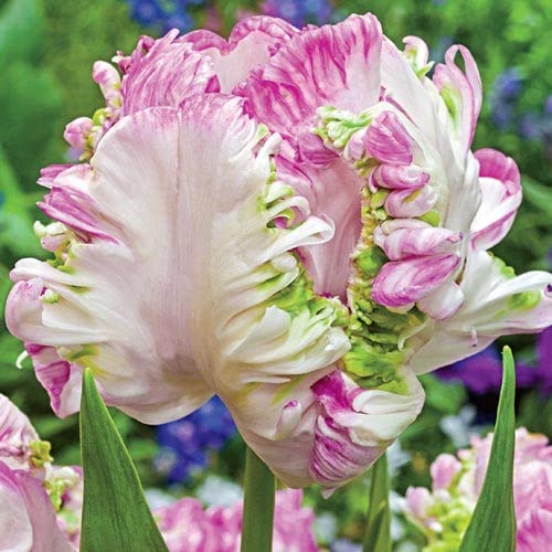 10 Weber's Pink Parrot Tulip Bulbs for Planting - Easy to Grow