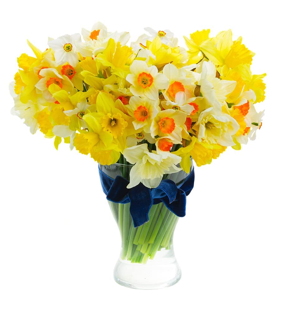16 Mix Color Daffodils Bulbs Trumpet and Cupped Mixture - Set of Large Fresh Bulbs