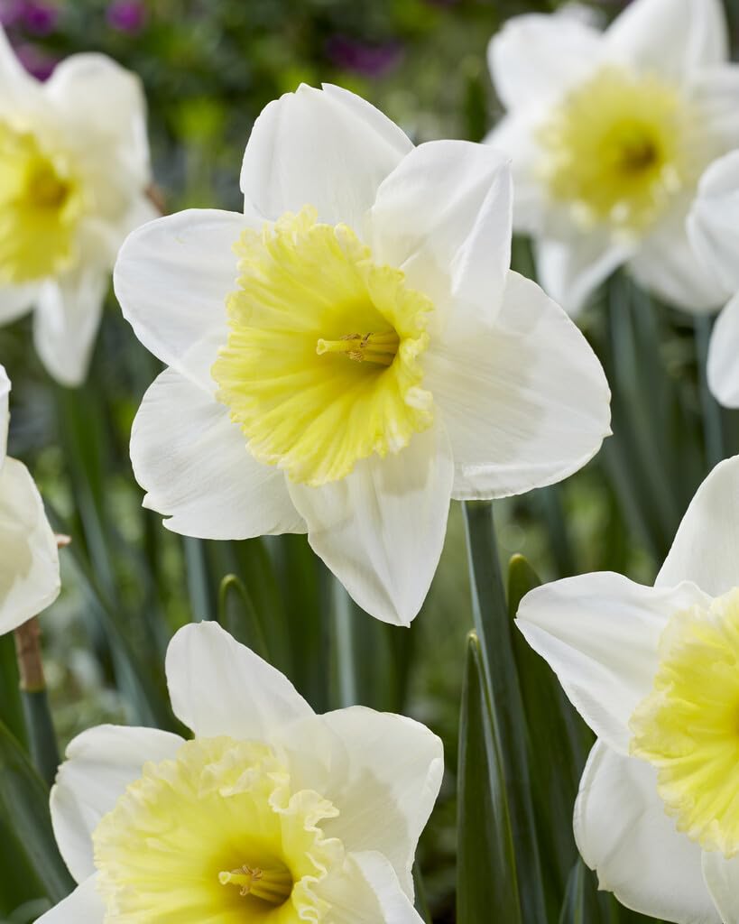 Ice Follies Daffodil Bulbs for Planting, Beautiful White Blooms
