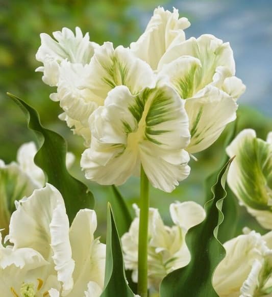 10 Parrot Tulip Bulbs for Planting - Easy to Grow Perennial Tulips