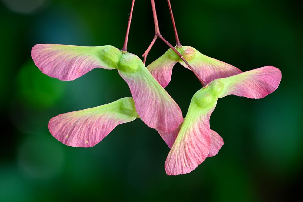 20 Japanese Maple Tree Seeds for Planting - Acer Palmatum