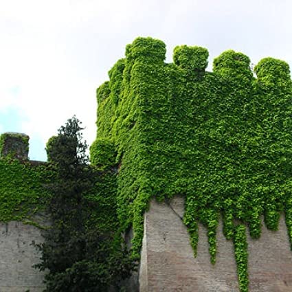 20 Boston Ivy Seeds for Planting - Japanese Creeper Ivy - Ships from Iowa, USA