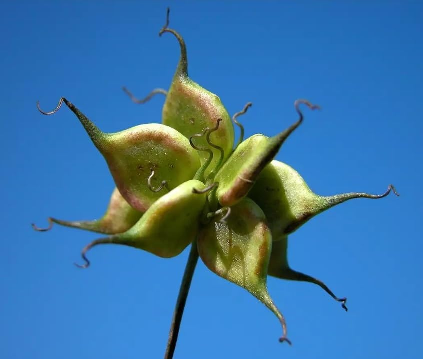 Purple Clematis Vine Seeds for Planting (30 Seeds) - Clematis viticella - Grow Italian Clematis
