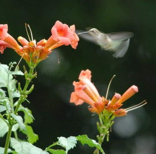 Hummingbird Trumpet Creeper Vine Campsis Radicans Flower Jocad (25 Seeds)