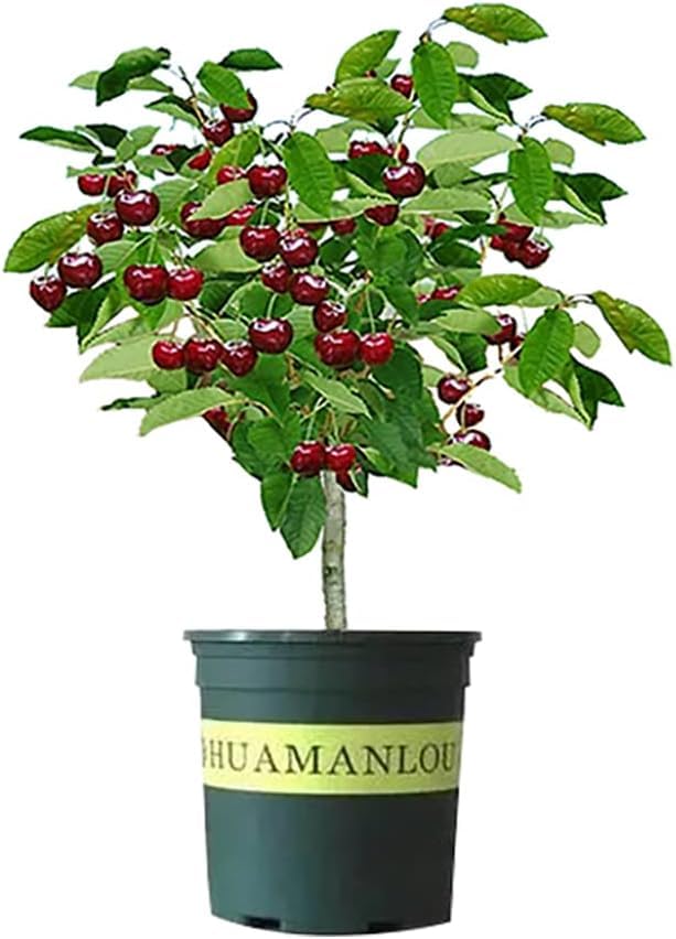 Black Cherry Tree Seeds - 20 Seeds - Grow a Fruit Bearing Tree