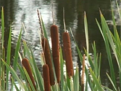 50 Cattails Cat Tails Typha Latifolia Water Pond Grass Flower Seeds CombSH