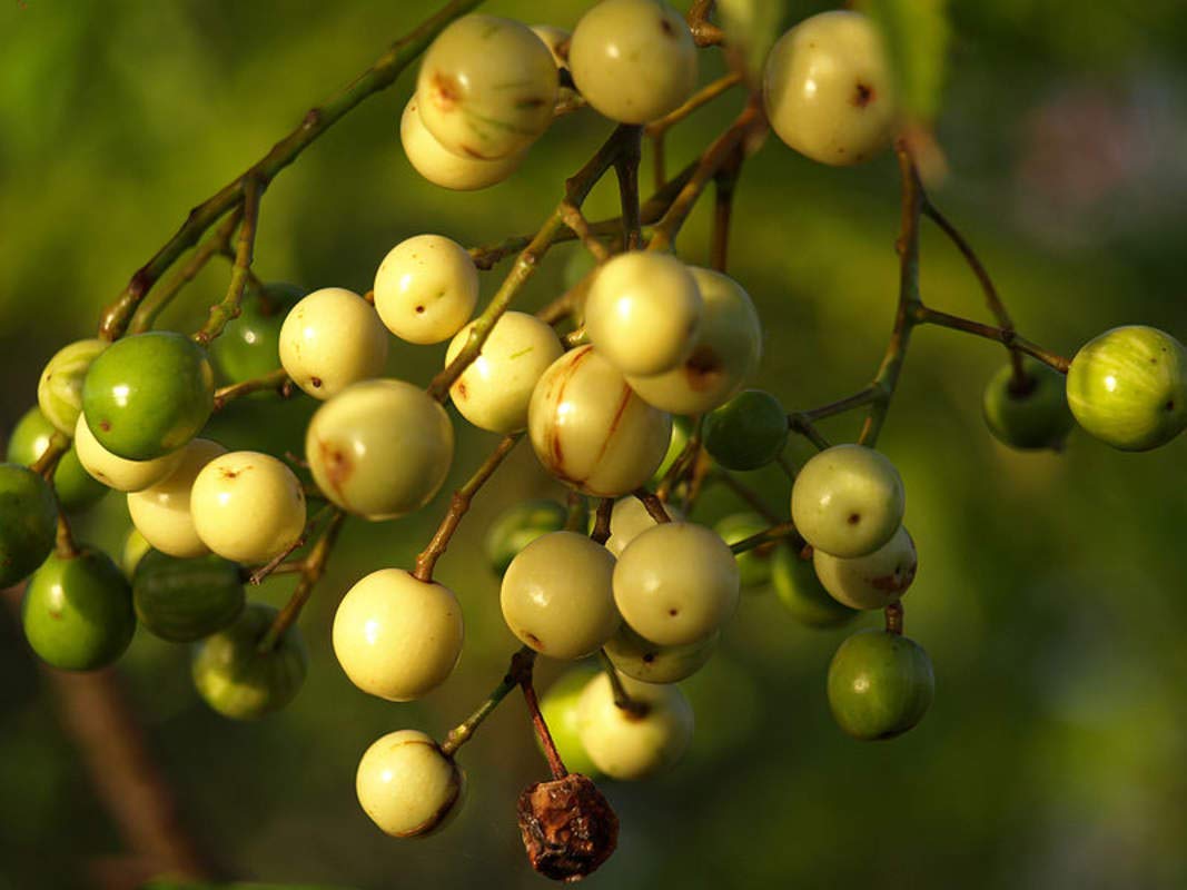 20 Chinaberry Tree Seeds for Planting - (Melia azedarach) Chinaberrytree, Pride of India, Chinaberry, Persian Lilac, Bead Tree