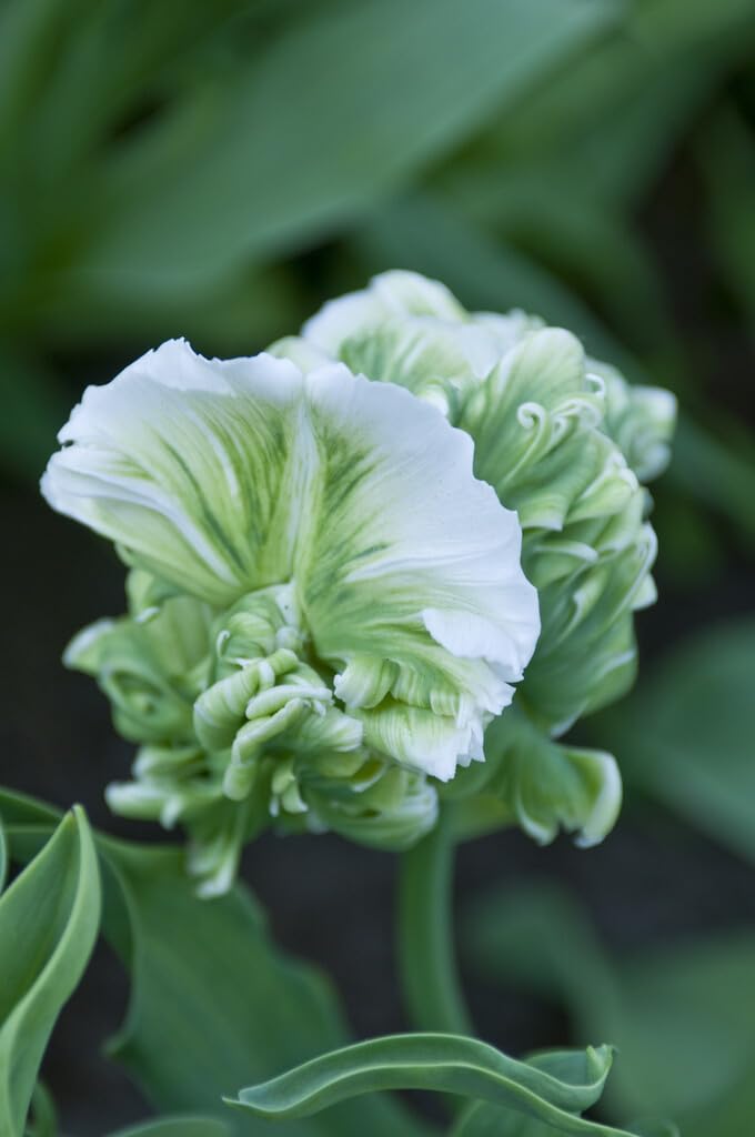10 Super Parrot Tulip Bulbs for Planting - Easy to Grow Perennial Flowers