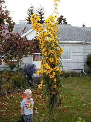 Giant Maximillian Sunflower Seeds - Perennial Sunflower - 200+ Seeds - Made in USA - Maximilian Giant