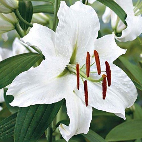 3 Oriental Lily Bulbs Casa Blanca,intensely Fragrant. Perennial