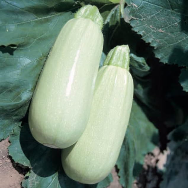 Lungo Bianco Squash Seeds for Planting (10 Seeds)
