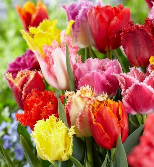 Fringed Tulip Mix Bulbs for Planting - Easy to Grow, Plant in Fall, Winter or Early Spring