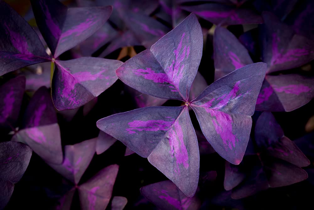 Oxalis Triangularis 10 Bulbs - Purple Shamrock Bulbs - Good Luck Plant - Fast Growing Year Round Color Indoors or Outdoors - Oxalis Shamrock Bulbs - Ships from Iowa, Made in USA