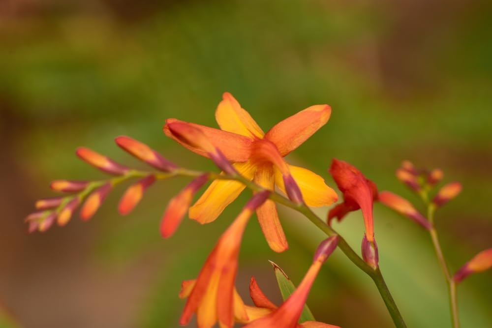 30 Falling Stars Flower Seeds for Planting - Crocosmia Aurea