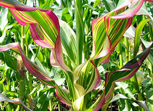 Pink Zebra Corn (Pack of 10 Seeds) - NON-GMO - Rare and Hard to Find -