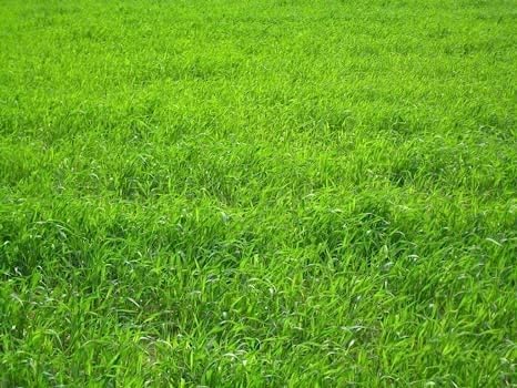 Perennial Ryegrass Seeds for Planting - Premium Quality Rye Grass Seed