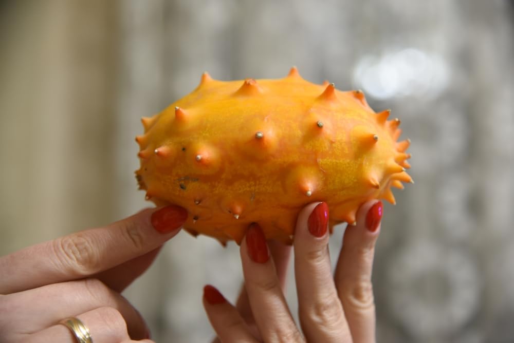 10 Jelly Melon Seeds for Planting - African Horned Cucumber - Exotic Melon Seeds to Grow