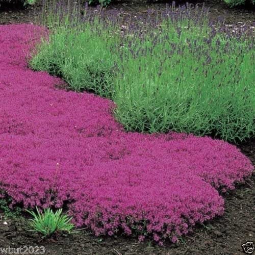 500 Creeping Thyme Seeds - Magic Carpet - Thymus Serpyllum - Perennial Ground Cover