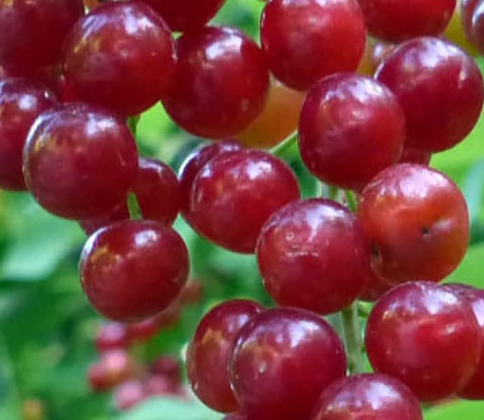 Choke Cherry Bush Seedlings for Planting - (Prunus virginiana) - Chokecherry - No Ship to California
