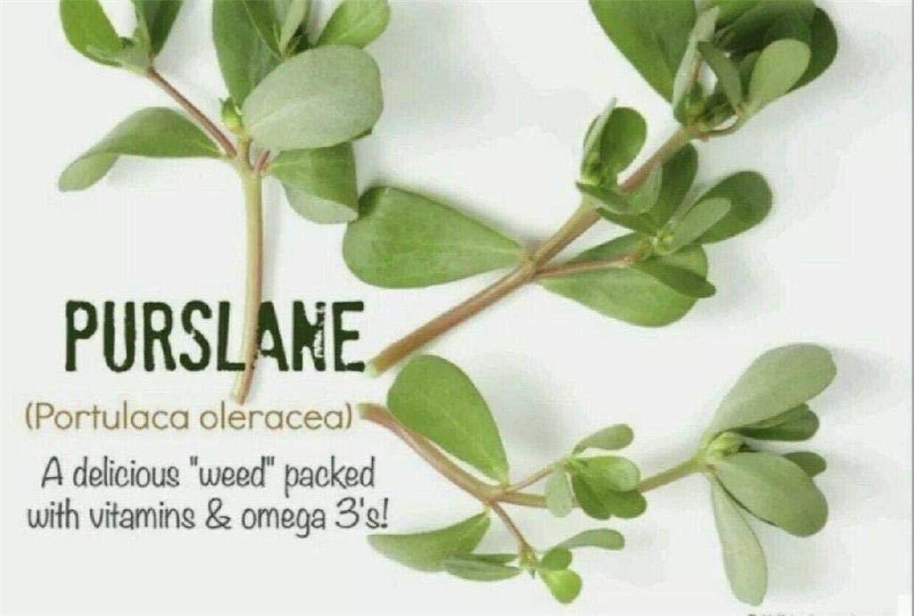 1500+ Purslane Seeds Green Plants Fresh Garden Seeds