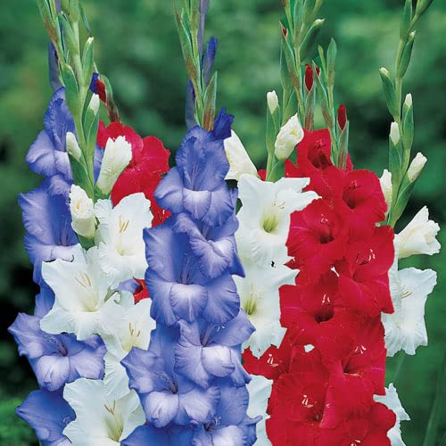 Patriotic Gladiolus Blend Flower Bulbs for Planting - Red, White and Blue Blooms