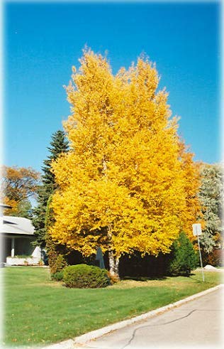 Paper Birch, Betula papyrifera, Tree Seeds (Fast, Hardy, Fall Color) (50)