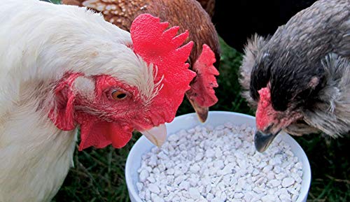 Calcium Carbonate for Chickens - Poultry Shell and Bone Builder - Chicken Scratch