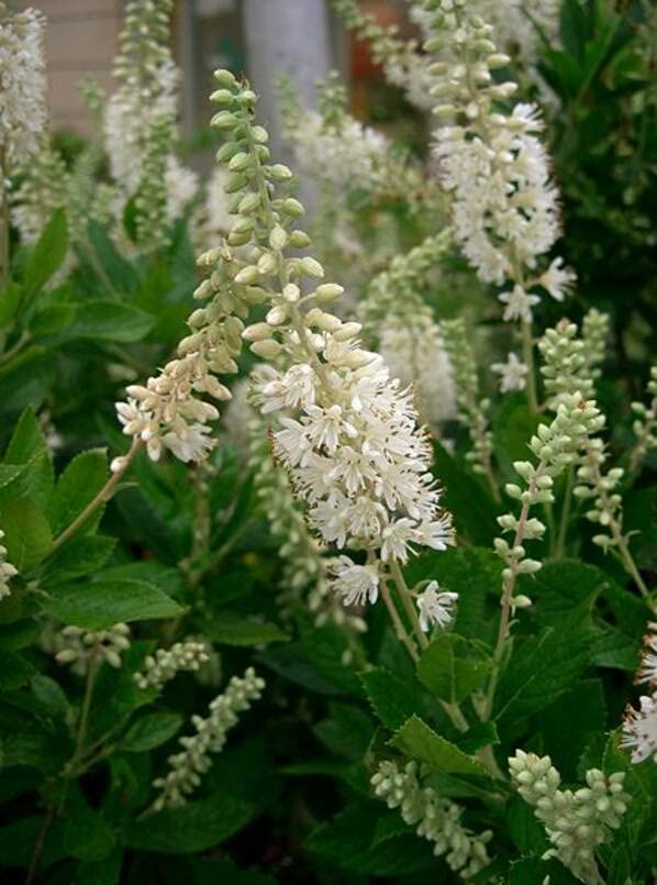 Sweet Pepper Bush Seeds for Planting (50 Seeds) - Blooming Shrub, Great for Pollinators - Clethra alnifolia