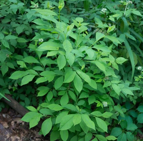 Spice Bush Seedlings for Planting - Lindera Benzoin