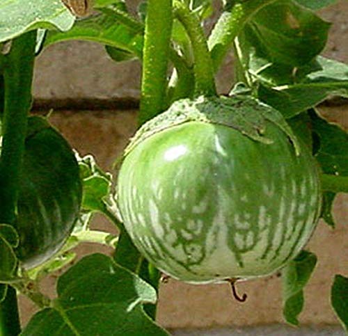 Thai Eggplant, F1 Hybrid Kermit Thai Eggplant Seeds (25 Seeds)