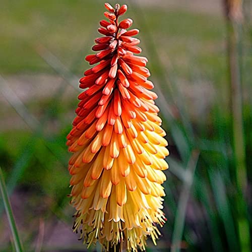 50+ Red Hot Poker Flower Seeds / Kniphofia Uvaria / Perennial