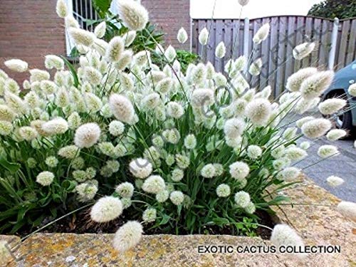 Lagurus Ovatus Bunny Tails Hare's Tail Grass Rare Exotic Flowering Seed jocad (15 Seeds)