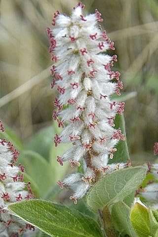 4 Arctic Willow Tree Cuttings to Plant - Grow Stunning Nana Willow Trees (4 Cuttings)